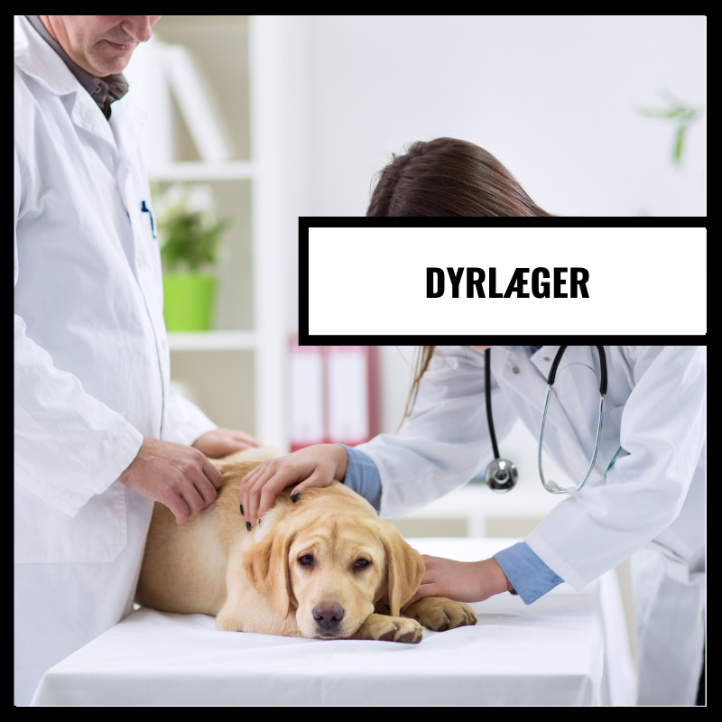 Veterinärer
